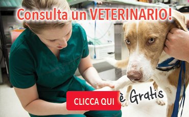 consulta un veterinario