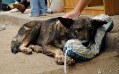 Se mudan a Florida... y dejan el perro en su vieja casa