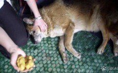 Cani morti per bocconi avvelenati: la rabbia di Manerba