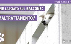 Cane sul balcone? E' Maltrattamento? Risponde l'avvocato Cane e Balcone Altro problema estivo molto frequente: il vicino di casa è solito lasciare sul balcone il proprio amico a quattro zampe per diverse ore.