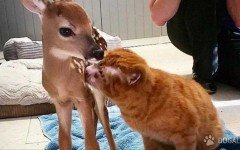 Russell, un micio ustionato nell'incendio della sua casa, migliora grazie alle cure e all'amore di un'amica speciale, una piccola cerbiattina