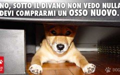 cane : Credevi di prendermi in giro? E' Tempo di un osso nuovo!