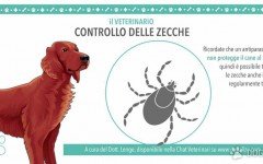 controllo delle zecche - veterinario online - passeggiata
