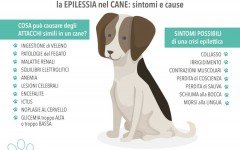 epilessia canina epilessia nel cane
