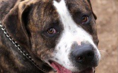 Si tuffa per salvare il suo cane scivolato nel torrente. Dogalize