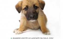 cane cuccioli dogalize