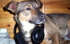 Musicoterapia in canile e nei gattili : La musica è terapia! La dottoressa Pamela Fisher ha dato vita al Rescue Animal MP3 Project. Una playlist per animali nei canili