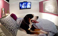 hotel per cani