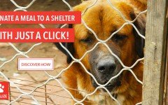 Dogalize initiative: Donate a meal with a click