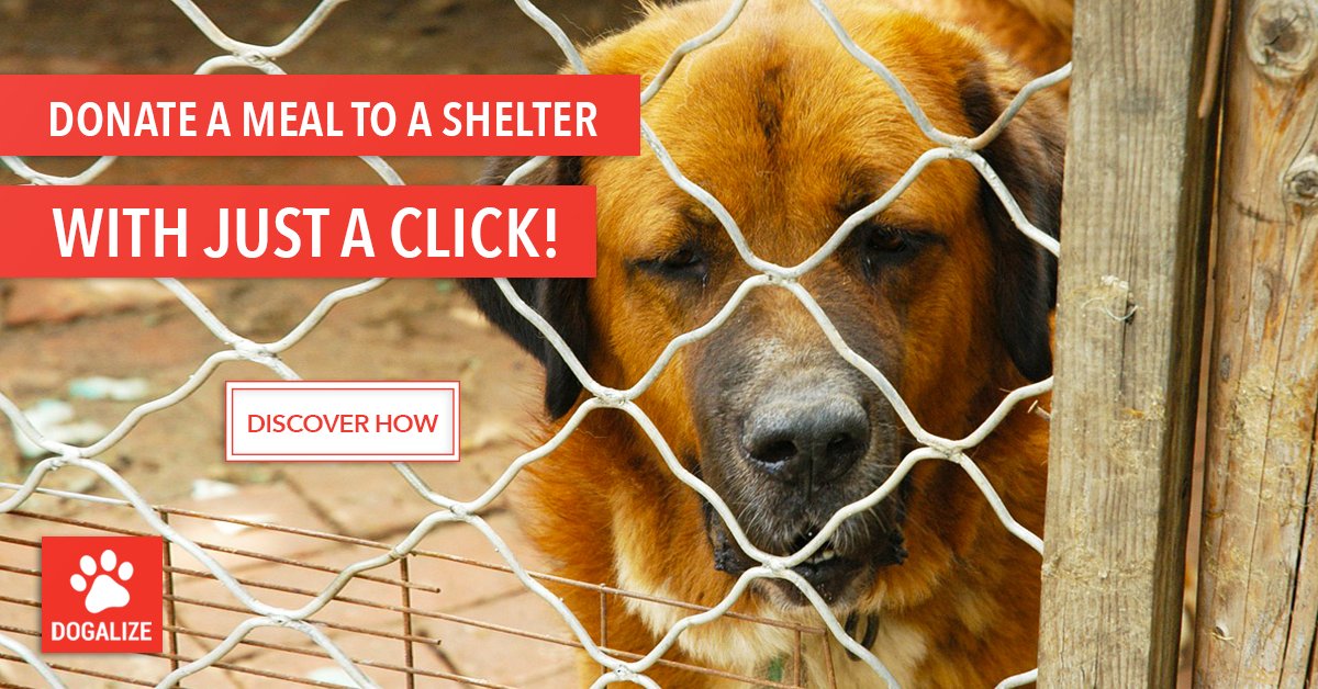 Dogalize initiative: Donate a meal with a click