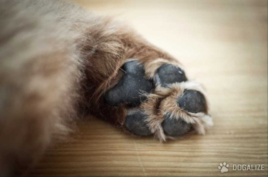 Dogs Care: Protecting your dog paws