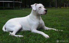 perros de latinoamerica