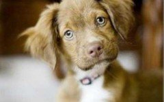 Happy Sunday, Dogalizers!