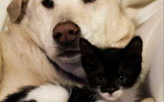 2 guard dogs in Mt. Vernon ‘adopt’ orphaned kitten