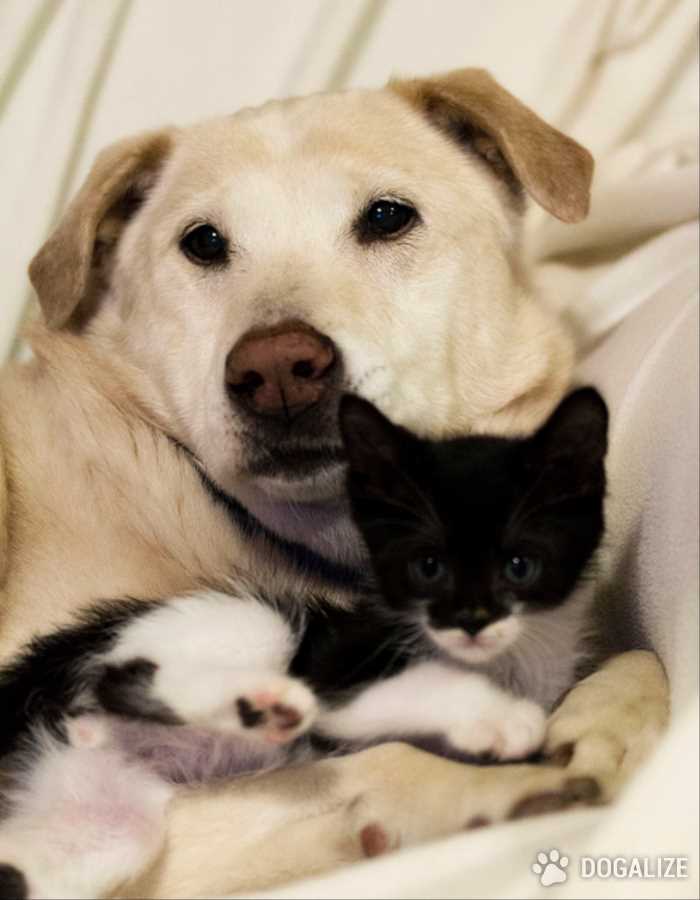2 guard dogs in Mt. Vernon ‘adopt’ orphaned kitten