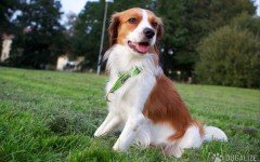 Dog friendly civic centers goes with annual kennel show