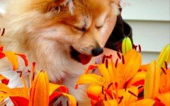 Dog allergies: Dogs can suffer from fall allergies