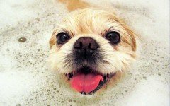 Dog Care: How to Bath Your Pet