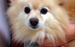 Dog vaccination clinic for dogs offered in November