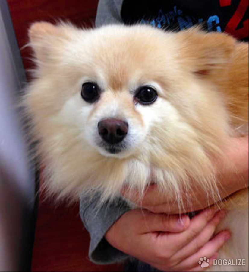 Dog vaccination clinic for dogs offered in November