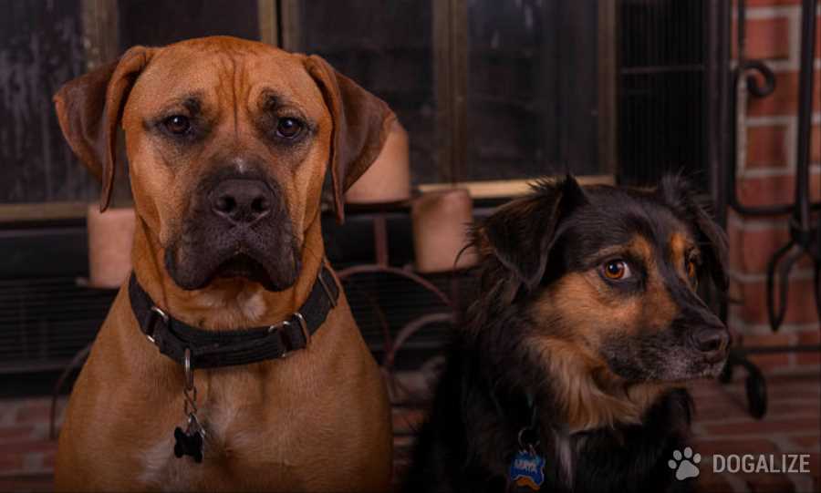 Bay Area woman on mission to save 7000 dogs