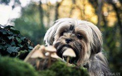 Dogs and mushrooms: How to keep dogs from eating them?