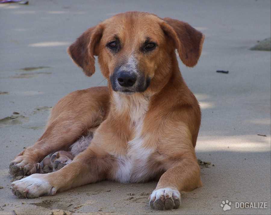 Table scraps can cause pancreatitis in dogs