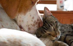 Dogs and Cats need more sleep than people