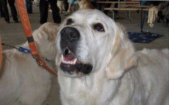 Local Army veteran aims to train dogs to help ease PTSD