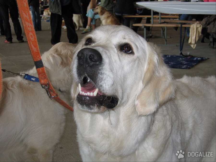 Local Army veteran aims to train dogs to help ease PTSD