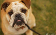 Dog Products: Safe and comfy 5-in-1 Travel carrier