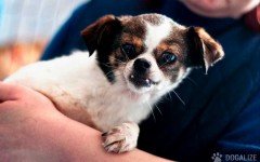 Plane with rescued dogs lands at Apopka Airport