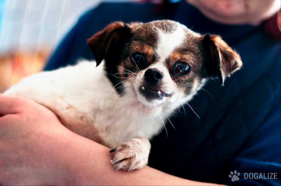 Plane with rescued dogs lands at Apopka Airport
