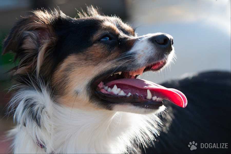 Health and pet advice: what causes my dog's bad breath?