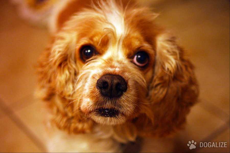 My dog has cough! Do I have to worry?