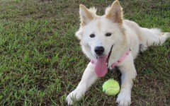 How much exercise does your dog really need?