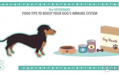 Dog immune system