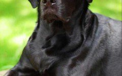 Lost Dog in flood, San Marcos dog turns up in California