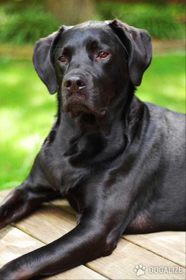 Lost Dog in flood, San Marcos dog turns up in California