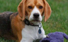 Is your dog always biting her tail and whining?