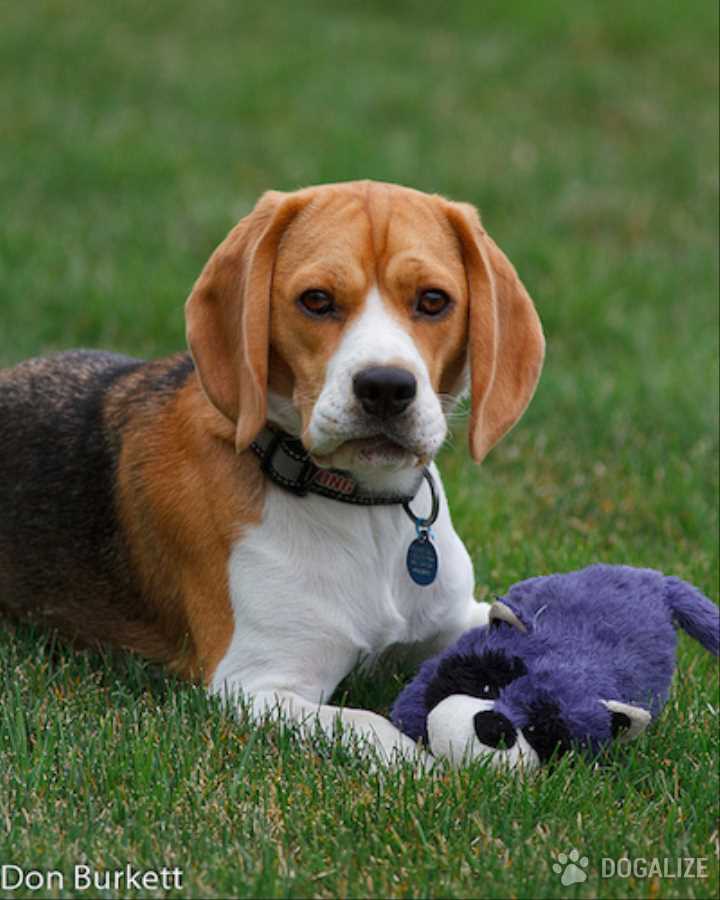 Is your dog always biting her tail and whining?