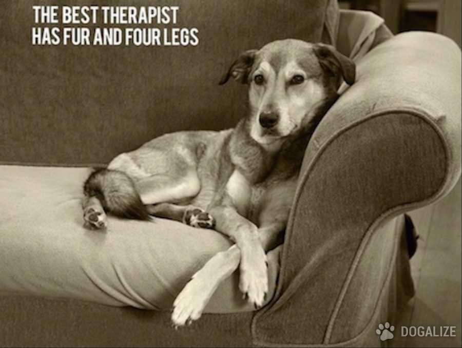 The best therapist has fur and four legs