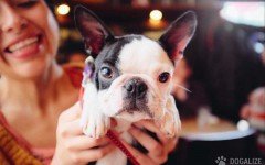 N.Y. OK dog in restaurants outdoor dining areas