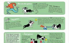 playing with your dog