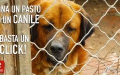 DONA UN PASTO CON UN CLICK