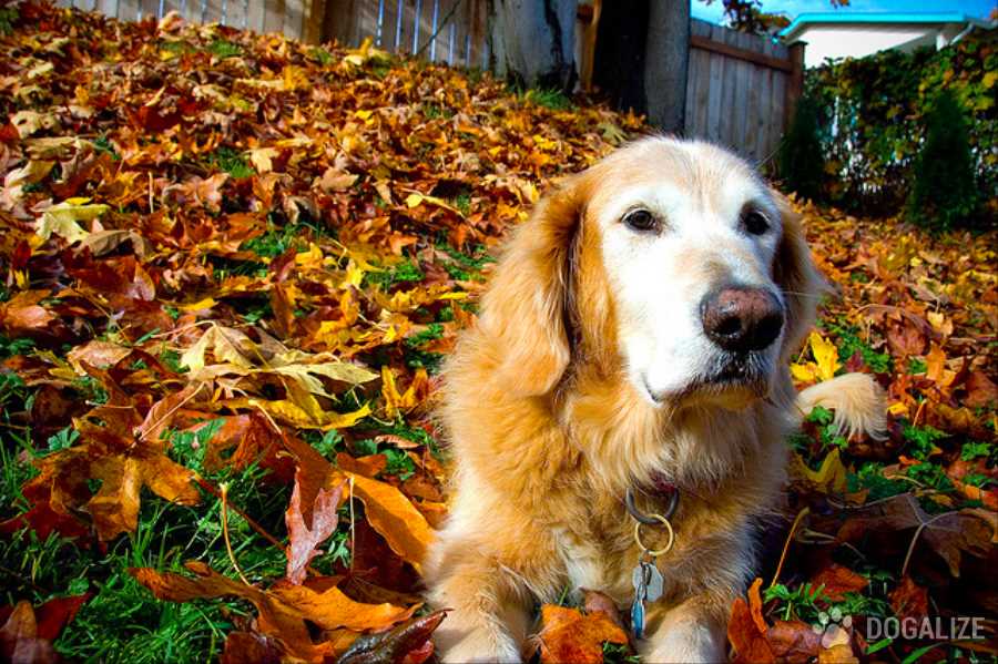 5 Ways to keep your dog healthy during the fall months