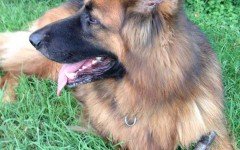 paura dei cani - cane ridona il sorriso