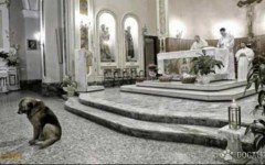 Italian dog goes to Church everyday, honoring his owner
