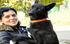 Shiva, the Dog who Walks 200 Miles To Get Back To Rescuer