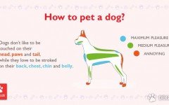 How to pet a dog?